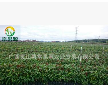 廣西芒果苗批發(fā)供應(yīng) 香蕉芒果苗 嫁接苗