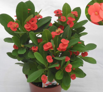 自家苗圃繁殖基地直供 室內桌面盆栽花卉 虎刺梅 不帶盆 量大從優