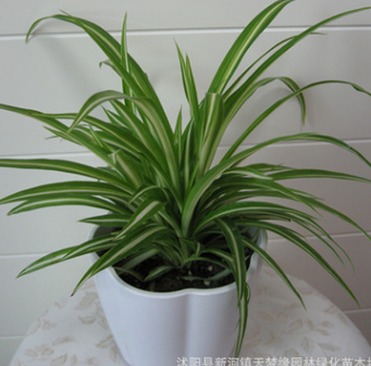 基地供應盆栽 甲醛的克星 金邊吊蘭吸食空氣中的有害氣體批發