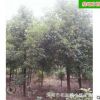 批發香樟樹 園林工程造型綠化苗木庭院精品常綠喬木