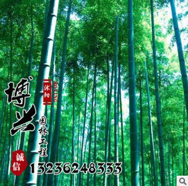 廠家大量低價批發毛竹紫竹苗 低價求購優質庭院綠化工程苗木楠竹