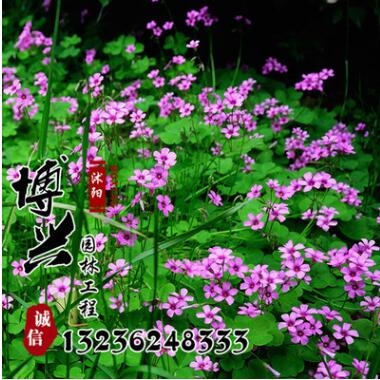 基地供應 多年生紅花酢漿草 三葉草 地被植物