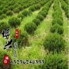 基地批發(fā)工程綠化苗龍柏球 龍柏 地被植物綠籬常青苗