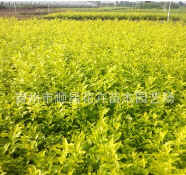 供應景觀綠化苗木金葉女貞園林綠化用小金葉女貞苗常綠灌木批發