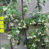 盆栽風車茉莉花 銀絲茉莉 垂釣的風車茉莉 可攀緣 庭院爬藤