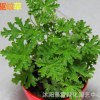 批發 驅蚊草 室內盆栽花卉 驅除蚊蟲的神奇香草 夏天不再有怕蚊蟲