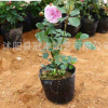 批發歐月花苗 月季花苗歐月2年營養缽苗園林綠化庭院爬藤觀花花卉