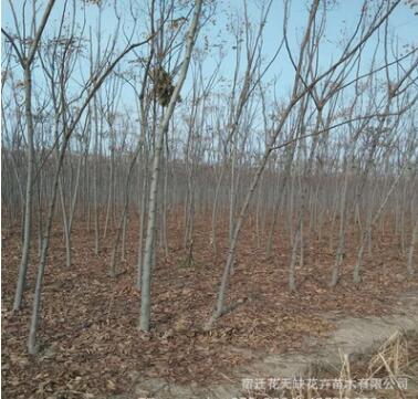 欒樹大欒樹小欒樹南欒樹黃山欒樹