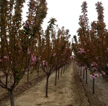 江蘇供應喬灌木嫁接紅櫻花白櫻花花地勁1-10厘米