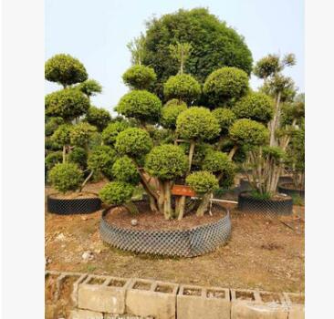 大量供應小葉赤楠 造型樹 盆景