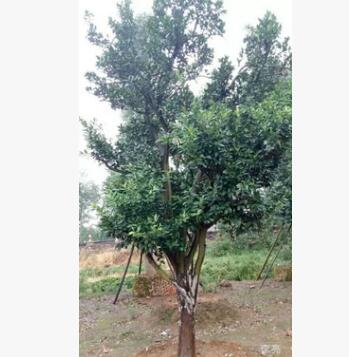 香泡批發找湖南時興苗圃苗木規格齊全