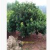 長沙跳馬大量供應精品楊梅樹 優質楊梅樹 大小規格