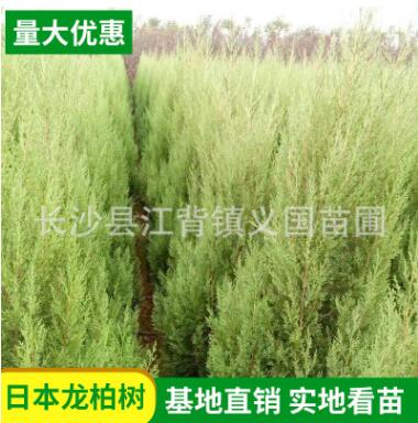 塔柏基地種植直銷 園林公路綠化苗木 四季常綠喬木塔柏龍柏樹