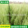 塔柏基地種植直銷 園林公路綠化苗木 四季常綠喬木塔柏龍柏樹