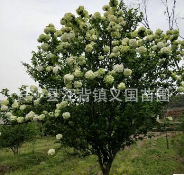 基地直銷木繡球 綠籬用苗綠化苗木 庭院觀花植物木繡球花樹