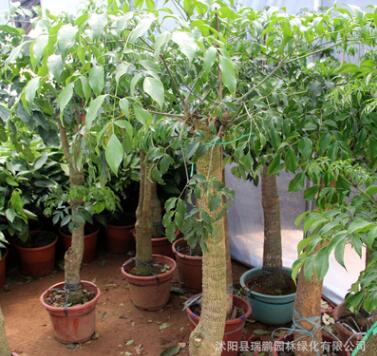 批發(fā)室內(nèi)大型植物平安樹 幸福樹盆栽 平安樹