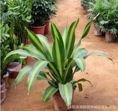 室內(nèi)綠植盆栽批發(fā) 巴西鐵盆栽 觀葉植物 凈化空氣 金心 美人鐵