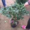茶花盆栽直銷 凈化空氣 四季茶花 當(dāng)年開花 庭院室內(nèi)觀賞茶花樹