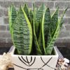 批發室內盆栽盆景虎皮蘭 虎皮蘭盆栽 金邊虎尾蘭 吸甲醛凈化空氣