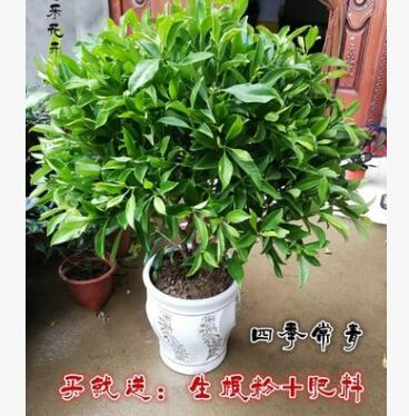 非洲茉莉室內盆栽客廳大型綠植`花卉