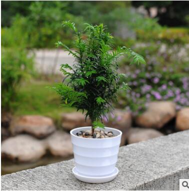 綠色植物紅豆杉防輻射盆景辦公室內小盆栽黑金剛土培水養觀葉花卉