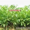 核桃苗批發 果樹苗新品種 核桃樹苗 嫁接核桃樹 薄殼 個大