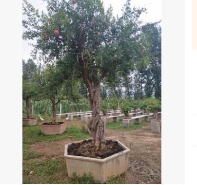 果樹石榴景觀園林綠化樹石榴樹庭院果樹