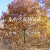 專業供應東北蒙古櫟 柞樹 遼東櫟12-30公分 蒙古櫟報價 全國配送