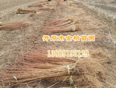 現貨供應 刺槐小苗 洋槐樹苗 無刺刺槐 開原刺槐小苗價格 價格低