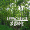 常年出售綠化苗木 喜樹 樹形優美 貨源足 規格齊全 現貨