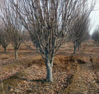 供應八棱海棠 4公分-16公分規格 分枝多 園林植物造景樹種