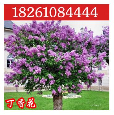 批發庭院綠化 濃香花卉 丁香花苗 盆栽丁香苗開花植物丁香花樹苗