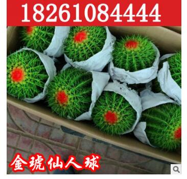 大量批發 仙人多肉植物 金虎仙人球金冠金琥防輻射桌面盆栽不含盆