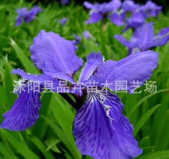 大量供應綠化苗木 地被植物 宿根花卉 鳶尾苗 藍鳶尾苗