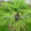 綠化苗木種子 景觀花木 棕櫚種子 花卉種子