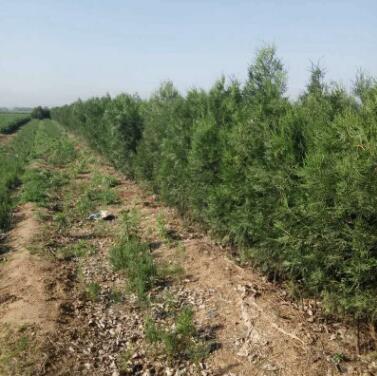 基地直銷優質側柏 規格多樣側柏 建筑綠化工程用側柏