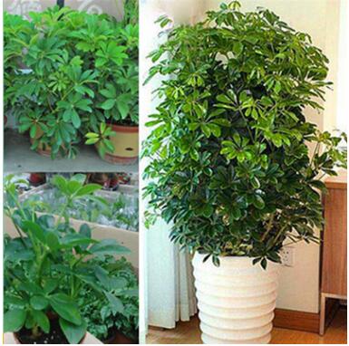 室內(nèi)客廳庭院大型盆栽鴨腳木八方來財 鵝掌柴觀葉植物招財樹