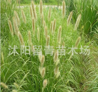 出售 草花種子 狗尾草草種子