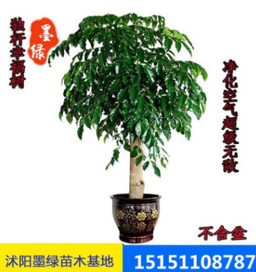 常綠幸福樹 獨桿幸福樹 雙桿幸福樹 叢生幸福樹凈化空氣 防輻射