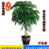 常綠幸福樹 獨桿幸福樹 雙桿幸福樹 叢生幸福樹凈化空氣 防輻射