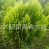 灑金柏苗 盆栽灑金柏樹 苗灑金柏小苗