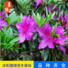 【杜鵑】 各種杜鵑 室內盆景 杜鵑花苗 帶花苞 直銷杜鵑 多品種