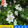 【梔子花】 直銷 大葉梔子 盆栽花卉植物 大花梔子帶花苞廠家批發