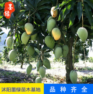 芒果樹苗 苗木批發(fā) 種植果樹小苗 量大優(yōu)惠