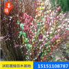 【銀牙柳】常年供應(yīng)銀芽柳批發(fā) 規(guī)格齊全 銀牙柳苗 量大優(yōu)惠