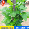 【綠蘿】直銷大葉綠蘿 凈化空氣吊蘭 廠家直銷 室內盆栽綠蘿批發