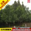 北京基地白蠟樹10公分綠化工程用白臘樹優(yōu)質白蠟苗木速生白臘