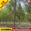 速生法桐樹8公分批發(fā)速生法桐行道樹法國梧桐管送貨栽植