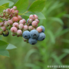 山東藍(lán)莓苗大量批發(fā) 南方北方小果樹藍(lán)梅苗 掛果多高產(chǎn)生長(zhǎng)快現(xiàn)貨
