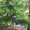 藍莓基地批發藍莓果樹可南方種植黑珍珠藍莓品種齊全保濕郵寄&